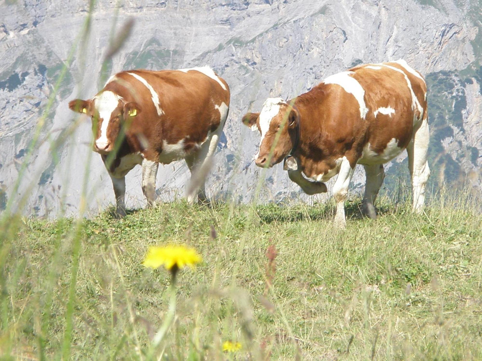 Hotel Gasthof Jaeger Zillertal Schlitters Dış mekan fotoğraf